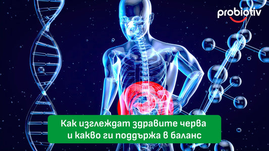 Как изглеждат здравите черва и какво ги поддържа в баланс