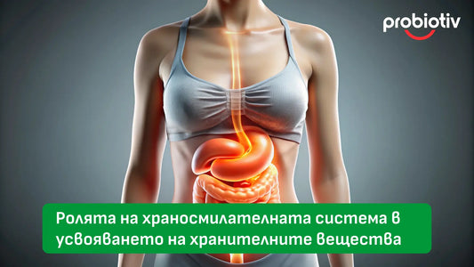 Ролята на храносмилателната система в усвояването на хранителните вещества – и защо балансът ѝ е ключов за здравето